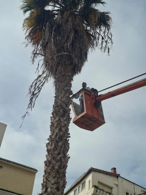تقطيع الاشجار و تنظيف الحدائق