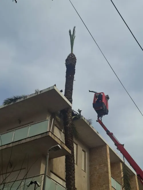 Nettoyage des jardins et abattage et elagage des arbres