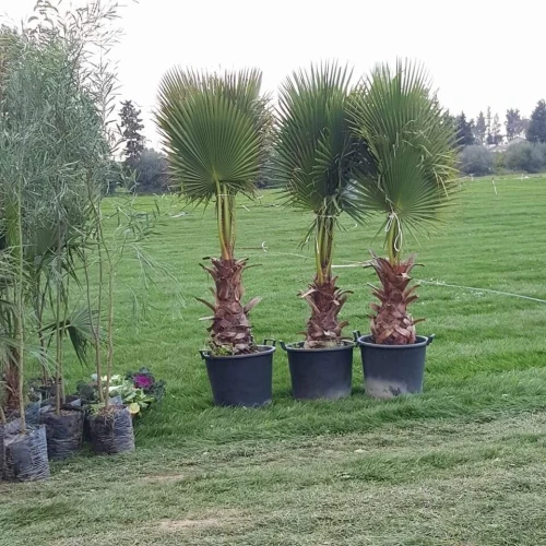 Jardinage