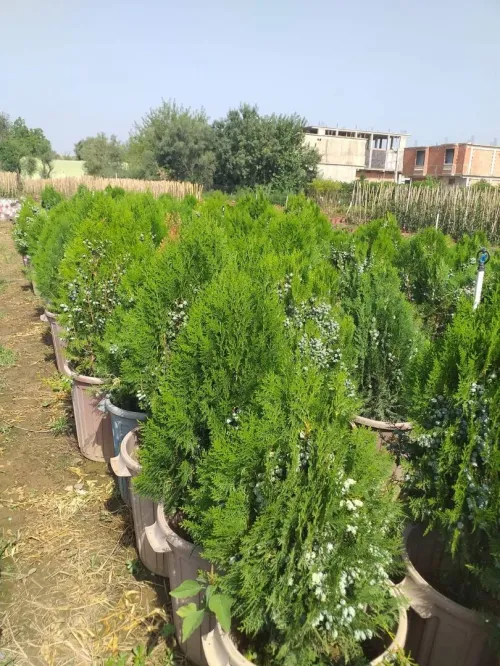 Jardinage