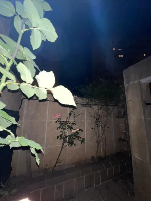 Location Appartement Niveau de villa F5 Alger Hydra