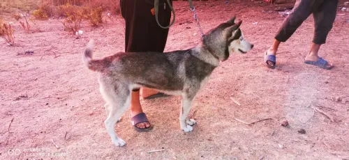 Husky 