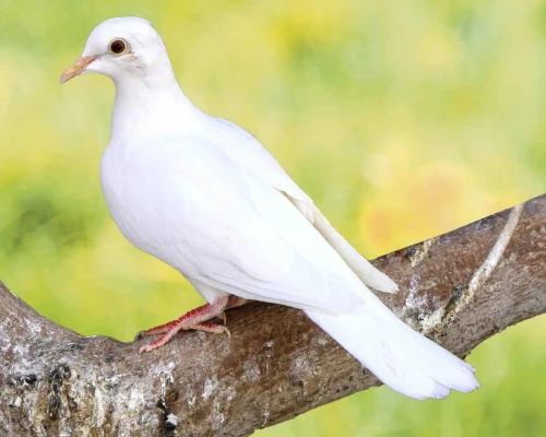 Vent pigeons tourtourel