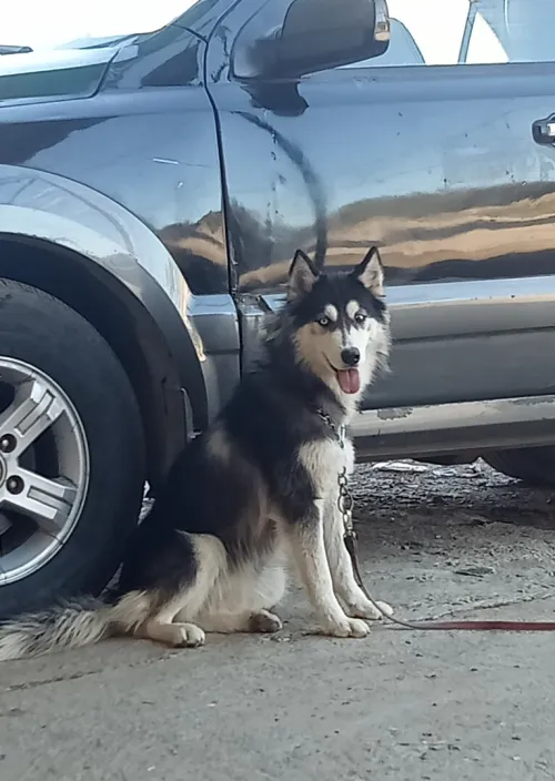 Femelle husky