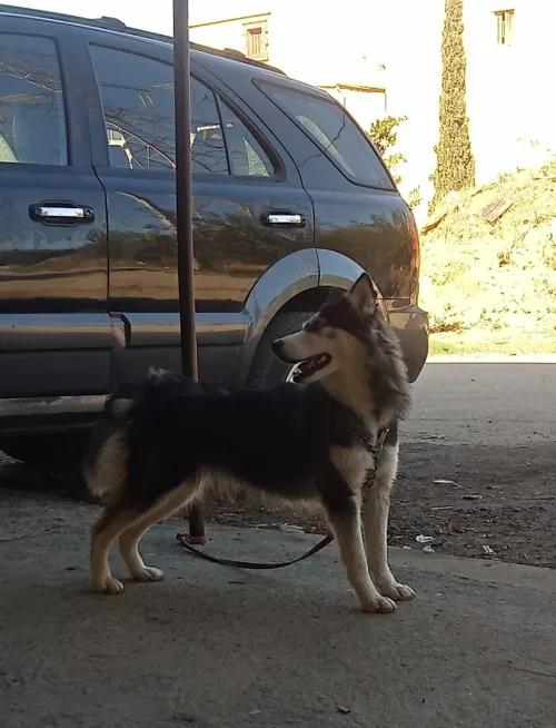 Femelle husky