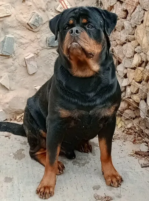 Couple Rottweiler