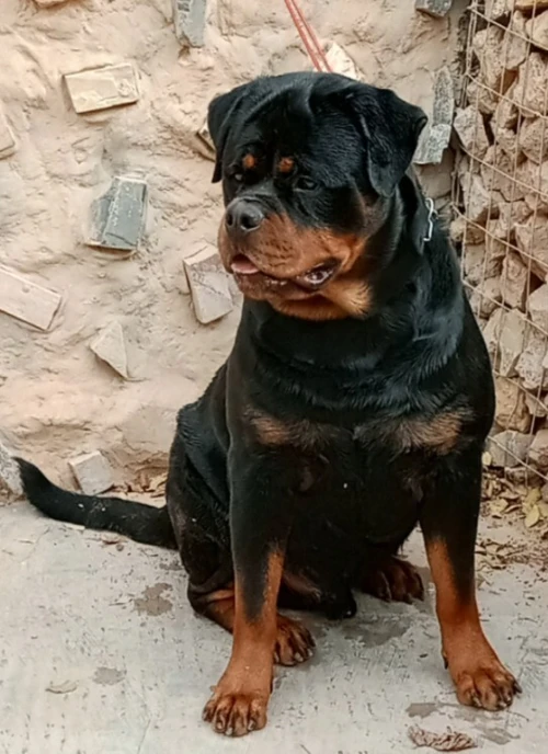 Couple Rottweiler