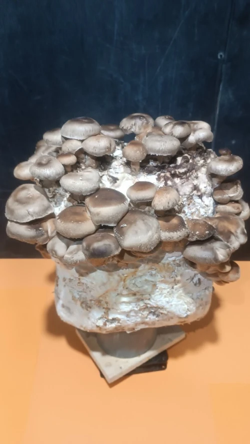 Kit champignon shiitake