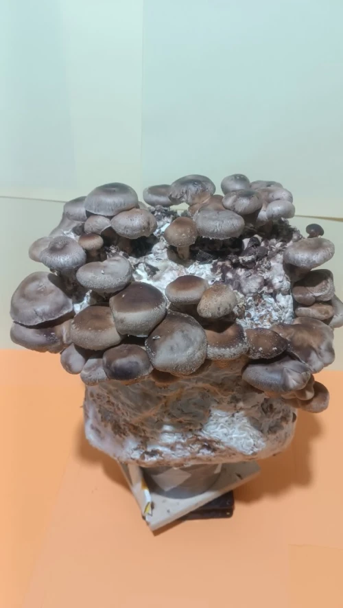 Kit champignon shiitake