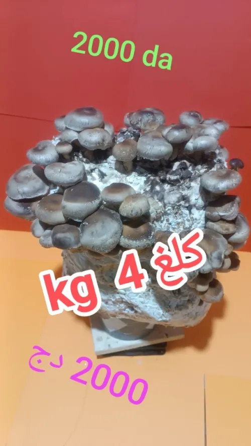 Kit champignon shiitake