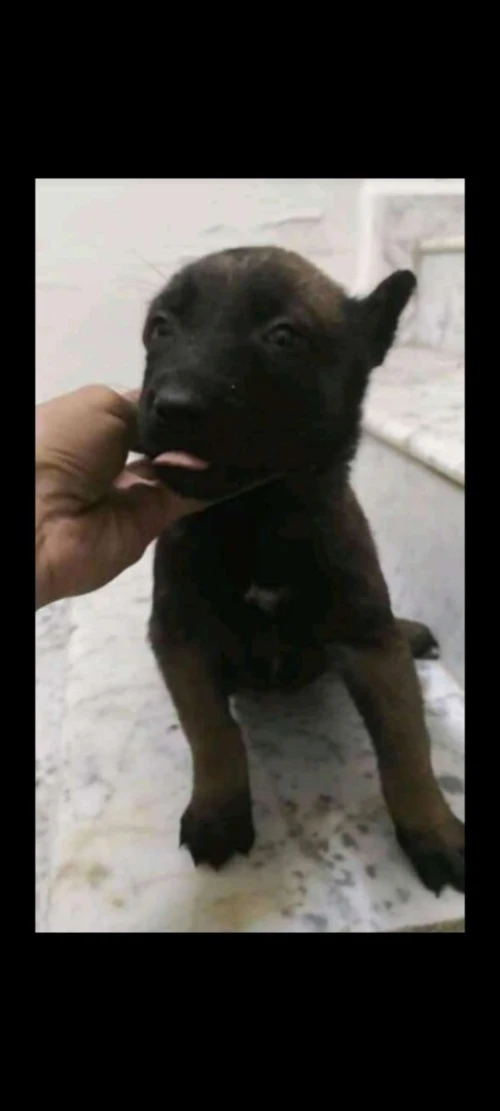 Chien malinois charboni