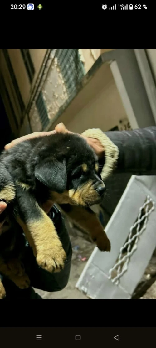 Chien rottwieller