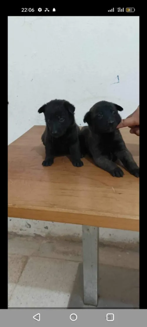 Chien malinois charbonis