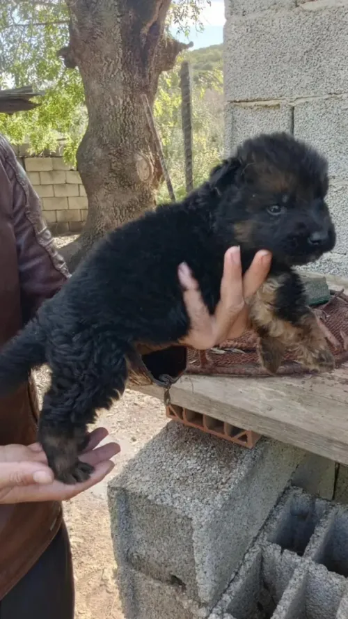 Chien berger allemond