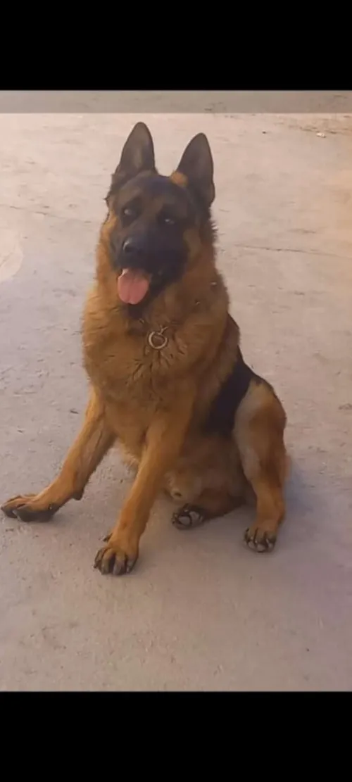 Chien berger allemond