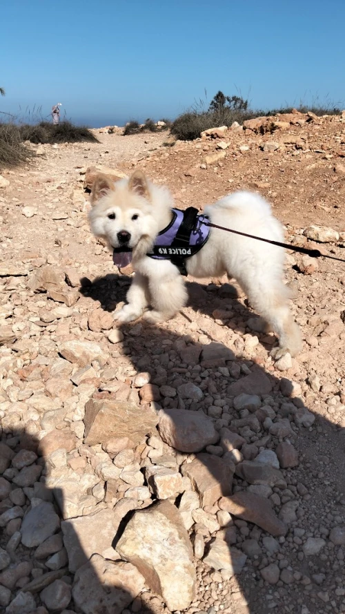 Chien caniche chow-chow blanc 