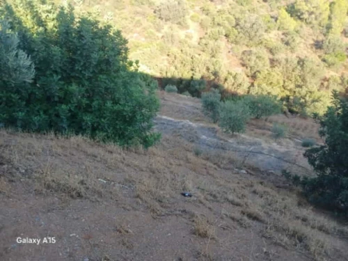 Vente Terrain Agricole Béjaïa Sidi aich