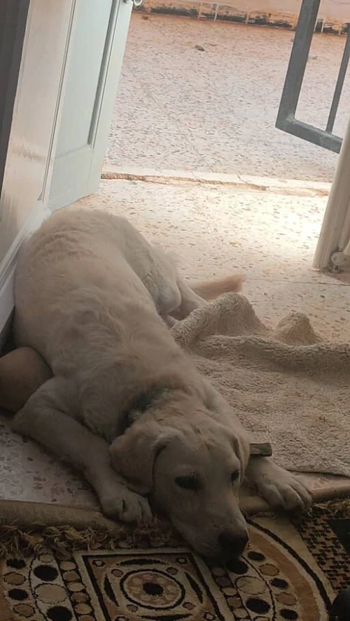 Chien labrador 