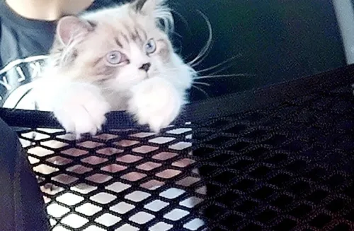chat regdoll a vendre 