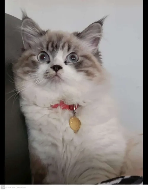 Chat regdoll