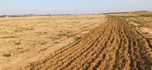 Vente Terrain Agricole Djelfa Benhar