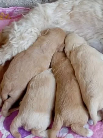 Bichon nains 