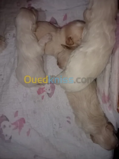 Bichon nains 