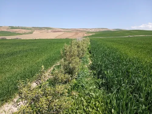 Vente Terrain Agricole Aïn Defla Oued djemaa