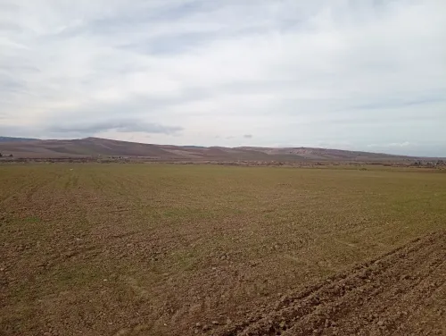 Vente Terrain Agricole Aïn Defla Oued djemaa