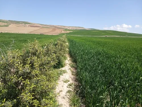 Vente Terrain Agricole Aïn Defla Oued djemaa
