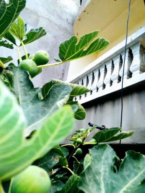 Vente Villa Aïn Témouchent El amria