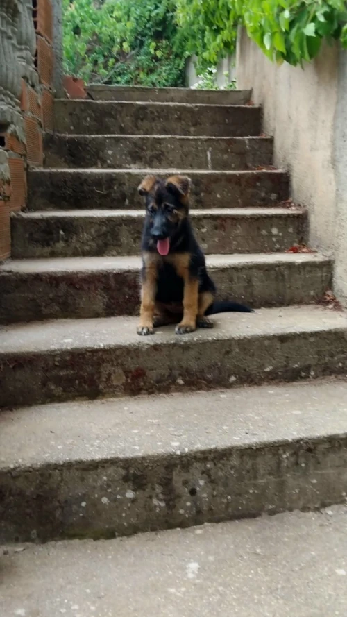 Chiot Berger Allemand femelle pure 