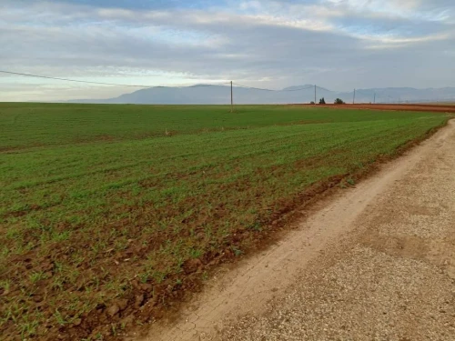 Vente Terrain Aïn Defla Bordj emir khaled chikh
