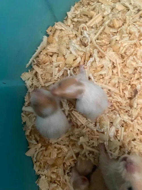 Hamster
