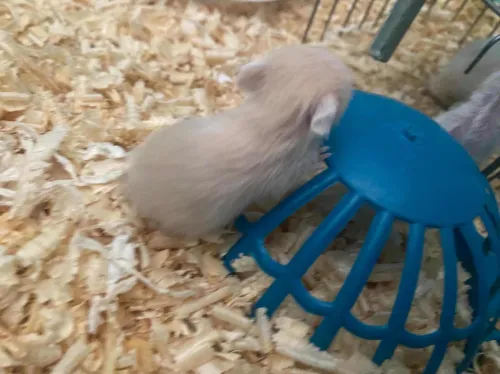 Hamster