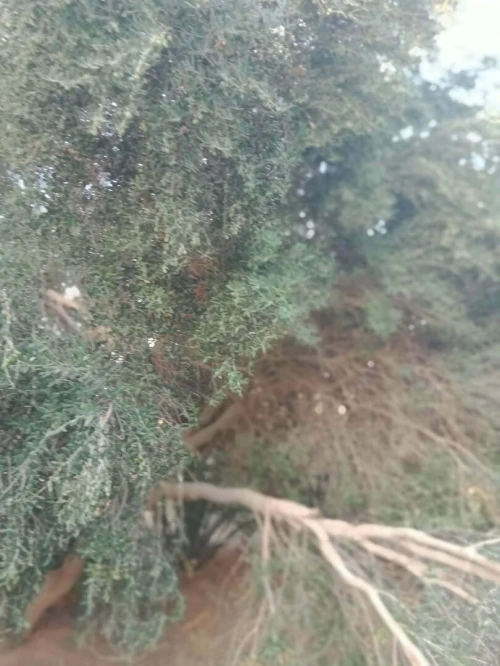 Vente Terrain Agricole Ouargla Ain beida
