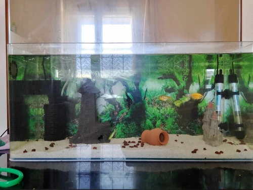  Aquarium importation 