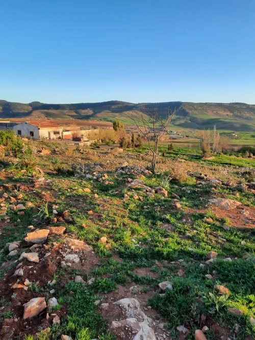Vente Terrain Agricole Tiaret Tiaret