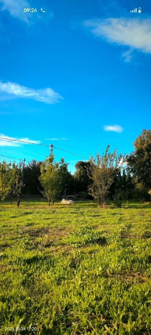 Vente Terrain Agricole Khenchela Tamza