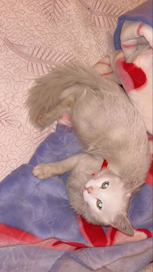 Chat angora poile long