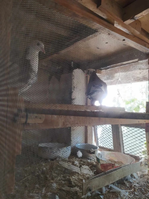 vente des pigeon avec déférentes races  بيع الحمام مع سلالات مختفة