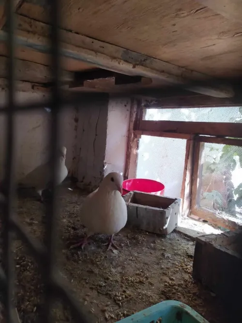 vente des pigeon avec déférentes races  بيع الحمام مع سلالات مختفة