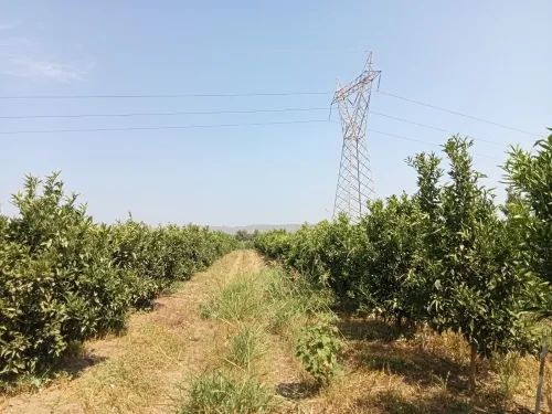 Vente Terrain Blida Larbaa