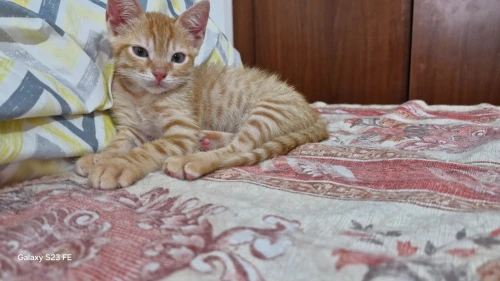 Chat pour adoption 