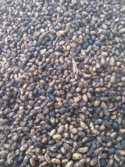 noyau D'olive