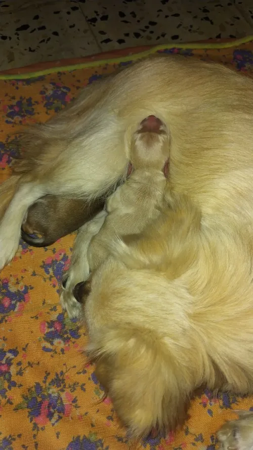 Chien chiwawa