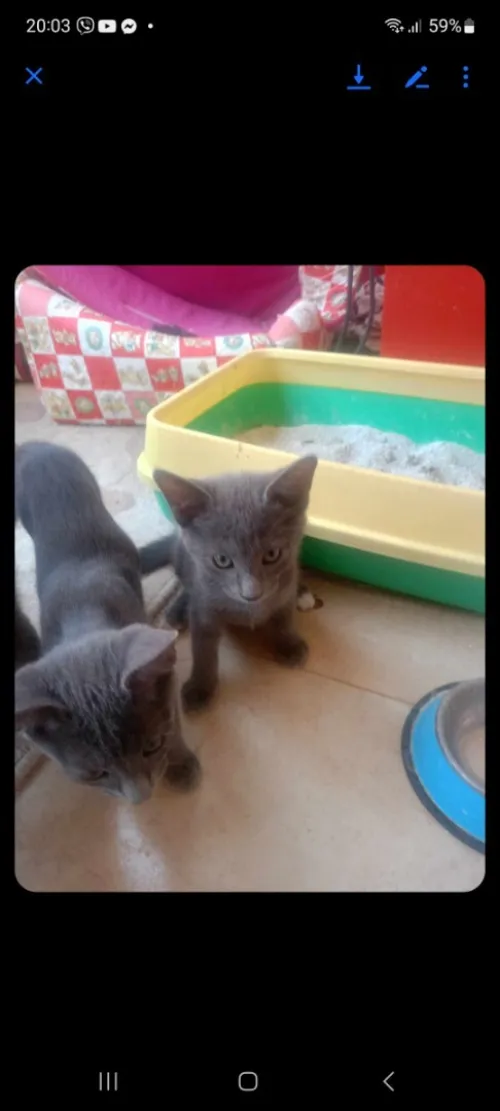 Chat blue russe
