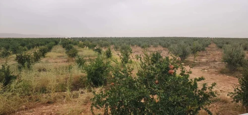 Vente Terrain Agricole Djelfa Bouira lahdab 8