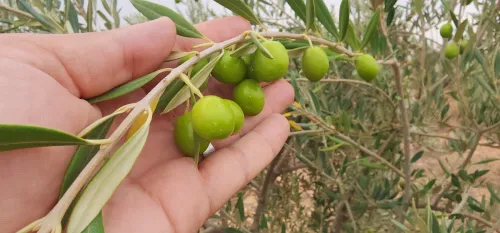 Vente Terrain Agricole Djelfa Bouira lahdab 18