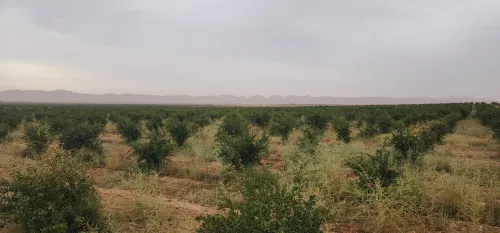 Vente Terrain Agricole Djelfa Bouira lahdab 3